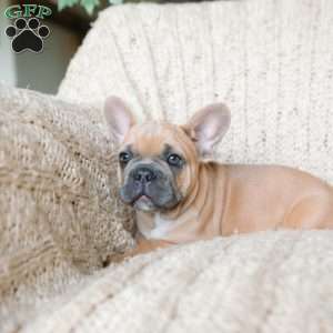 Parker, French Bulldog Puppy